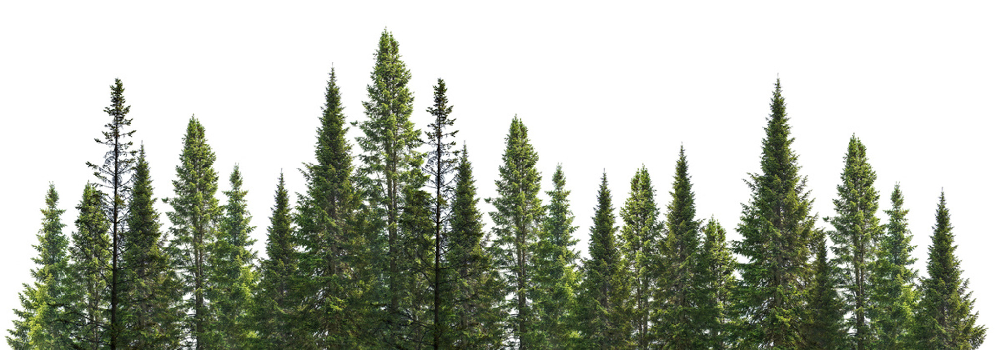 dark green straight pine trees on white